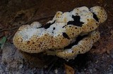 Inonotus dryadeus image