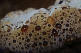 Inonotus dryadeus image