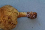 Gymnopilus punctifolius image