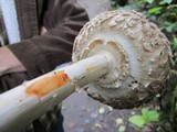 Chlorophyllum olivieri image