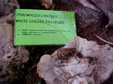 Tyromyces chioneus image