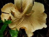 Cantharellus formosus image