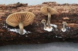 Simocybe sumptuosa image