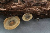 Simocybe sumptuosa image