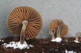 Simocybe sumptuosa image