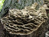 Bjerkandera fumosa image
