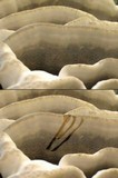 Bjerkandera fumosa image