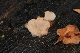 Panellus pusillus image