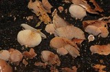 Panellus pusillus image