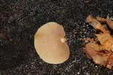 Panellus pusillus image