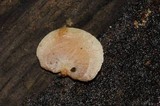 Panellus pusillus image