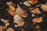 Panellus pusillus image