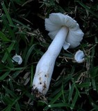 Leucoagaricus barssii image