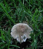 Leucoagaricus barssii image