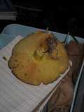 Floccularia luteovirens image