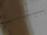 Floccularia luteovirens image