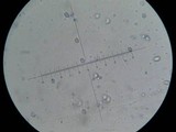 Floccularia luteovirens image