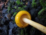 Pulveroboletus curtisii image
