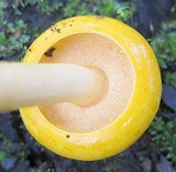 Pulveroboletus curtisii image