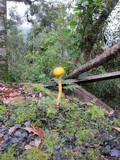 Pulveroboletus curtisii image