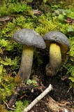 Retiboletus flavoniger image