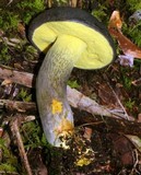 Retiboletus flavoniger image