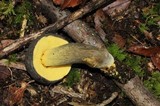 Retiboletus flavoniger image
