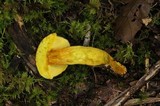 Retiboletus flavoniger image