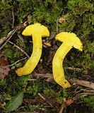 Retiboletus flavoniger image