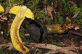 Retiboletus flavoniger image