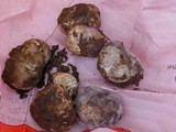 Tuber gibbosum image