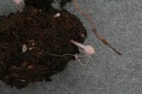 Coprinopsis stercorea image