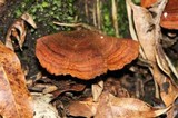 Hymenochaete damicornis image