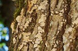Dendrothele candida image