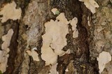 Dendrothele candida image
