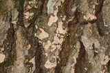 Dendrothele candida image