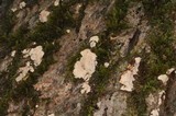 Dendrothele candida image