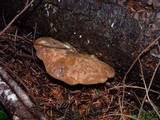 Tapinella atrotomentosa image
