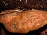 Tapinella atrotomentosa image