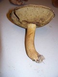 Tylopilus sordidus image