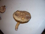 Tylopilus sordidus image