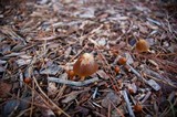Psathyrella atrospora image