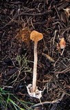 Battarrea phalloides image