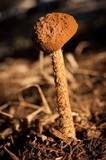 Battarrea phalloides image