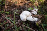 Agaricus californicus image