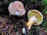Suillus lakei image