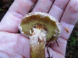 Suillus lakei image
