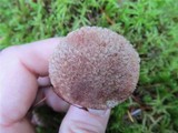 Suillus lakei image