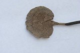 Polyporus leptocephalus image