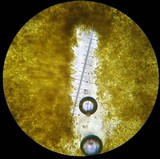 Retiboletus flavoniger image